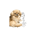 ペキニーズのきなこと甲斐犬あんこ（個別スタンプ：4）