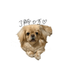 ペキニーズのきなこと甲斐犬あんこ（個別スタンプ：5）
