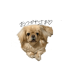 ペキニーズのきなこと甲斐犬あんこ（個別スタンプ：6）