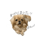 ペキニーズのきなこと甲斐犬あんこ（個別スタンプ：7）