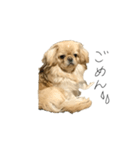 ペキニーズのきなこと甲斐犬あんこ（個別スタンプ：9）