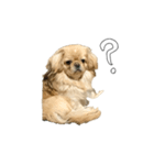 ペキニーズのきなこと甲斐犬あんこ（個別スタンプ：10）