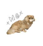 ペキニーズのきなこと甲斐犬あんこ（個別スタンプ：11）