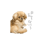ペキニーズのきなこと甲斐犬あんこ（個別スタンプ：12）