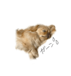 ペキニーズのきなこと甲斐犬あんこ（個別スタンプ：13）