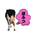 OSHIRIが語る物語（個別スタンプ：1）