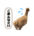 OSHIRIが語る物語（個別スタンプ：7）