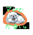白ペキ＂Max＂（個別スタンプ：13）