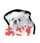 白ペキ＂Max＂（個別スタンプ：29）