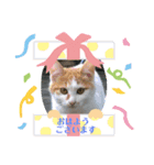 猫＆ワンコ2（個別スタンプ：6）