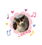 猫＆ワンコ2（個別スタンプ：7）