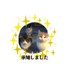 猫＆ワンコ2（個別スタンプ：8）