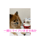 ポメラニアン なっちゃん の春 ver.1（個別スタンプ：3）