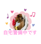 ポメラニアン なっちゃん の春 ver.1（個別スタンプ：5）