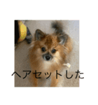 ポメラニアン なっちゃん の春 ver.1（個別スタンプ：6）
