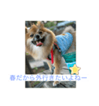 ポメラニアン なっちゃん の春 ver.1（個別スタンプ：7）