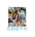 ポメラニアン なっちゃん の春 ver.1（個別スタンプ：8）