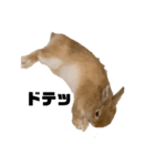 リアル茶ウサギ2（個別スタンプ：1）