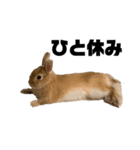 リアル茶ウサギ2（個別スタンプ：2）