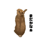 リアル茶ウサギ2（個別スタンプ：4）