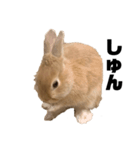 リアル茶ウサギ2（個別スタンプ：5）