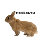 リアル茶ウサギ2（個別スタンプ：7）