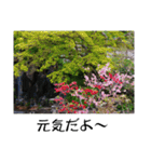 湘南・鎌倉のたよりの花（個別スタンプ：3）
