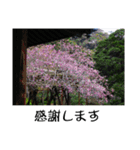 湘南・鎌倉のたよりの花（個別スタンプ：18）