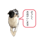 アッシュ君（個別スタンプ：2）