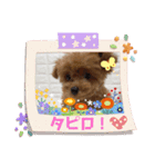 ティーカッププードルのミリちゃん！（個別スタンプ：5）