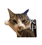 もっちのもちもちdays（個別スタンプ：8）