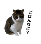 K'cats（個別スタンプ：1）
