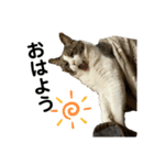 K'cats（個別スタンプ：2）