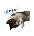K'cats（個別スタンプ：3）