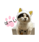 K'cats（個別スタンプ：4）