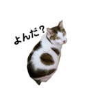 K'cats（個別スタンプ：5）