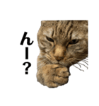 K'cats（個別スタンプ：6）