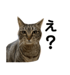 K'cats（個別スタンプ：7）
