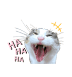 K'cats（個別スタンプ：8）