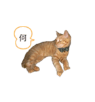 みーちゃんネッコ（個別スタンプ：5）