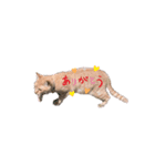 みーちゃんネッコ（個別スタンプ：6）