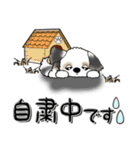 【大きな文字】シーズー犬『コロナ自粛』（個別スタンプ：2）