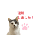 百合ちゃんスタンプ（個別スタンプ：1）