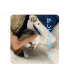 百合ちゃんスタンプ（個別スタンプ：2）