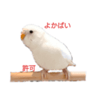 くるけらころ（個別スタンプ：3）