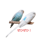 くるけらころ（個別スタンプ：4）