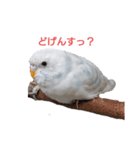 くるけらころ（個別スタンプ：8）