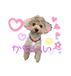 チョコちゃん～日常会話スタンプ第一弾。（個別スタンプ：6）