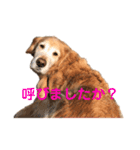そらぽんの毎日♡（個別スタンプ：16）