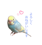 セキセイインコ  レインボーちゃん（個別スタンプ：1）